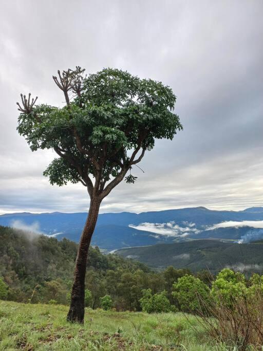 The Big Tree @ Sabie Villa Exterior photo